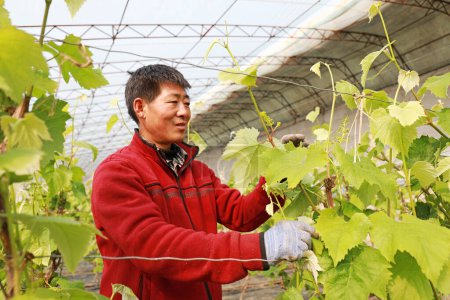 Foto de CONDADO DE LUANNAN, China - 6 de marzo de 2020: Los agricultores están cuidando las vides y vides en el huerto, condado de LUANNAN, provincia de Hebei, China - Imagen libre de derechos
