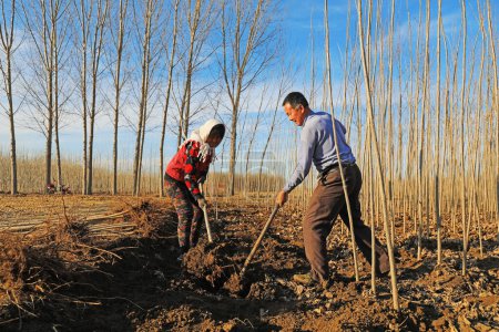 Foto de CONDADO DE LUANNAN, provincia de Hebei, China - 10 de marzo de 2020: Los agricultores están llevando plántulas de álamo de rápido crecimiento en la granja forestal. - Imagen libre de derechos