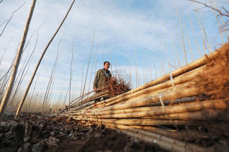 Foto de CONDADO DE LUANNAN, provincia de Hebei, China - 10 de marzo de 2020: Los agricultores están llevando plántulas de álamo de rápido crecimiento en la granja forestal. - Imagen libre de derechos