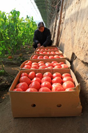 Téléchargez les photos : COMTÉ DE LUANNAN, province du Hebei, Chine - 11 mars 2020 : Les agriculteurs cueillent des tomates dans la serre - en image libre de droit