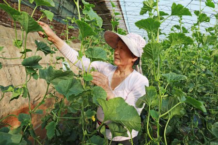 Téléchargez les photos : COMTÉ DE LUANNAN, province du Hebei, Chine - 11 mars 2020 : Les agriculteurs gèrent les semis dans la serre. - en image libre de droit