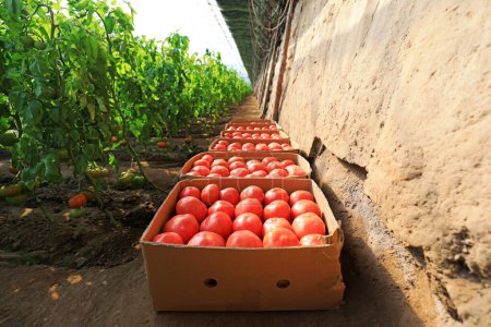 Photo for The framed tomatoes are in the greenhouse on the farm - Royalty Free Image