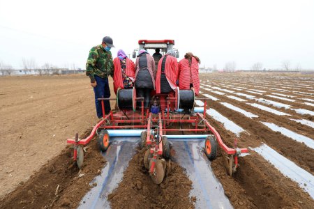 Téléchargez les photos : Les agriculteurs poussent les planteurs à cultiver des pommes de terre à la ferme. - en image libre de droit