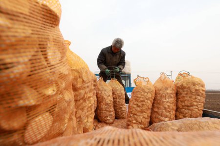 Téléchargez les photos : COMTÉ DE LUANNAN, province du Hebei, Chine - 12 mars 2020 : Les agriculteurs transportent des sacs de semences de pommes de terre à la ferme. - en image libre de droit