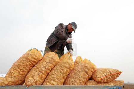 Foto de LUANNAN COUNTY, provincia de Hebei, China - 12 de marzo de 2020: Los agricultores están llevando bolsas de semillas de patata en la granja. - Imagen libre de derechos