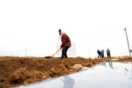 Photo for LUANNAN COUNTY, Hebei Province, China - March 12, 2020: Farmers cover their potatoes with plastic film - Royalty Free Image