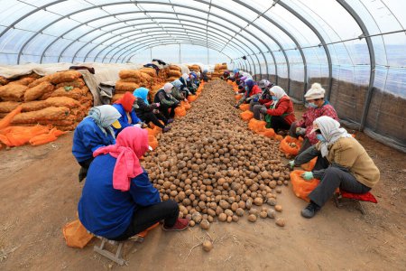 Photo for LUANNAN COUNTY, Hebei Province, China - March 12, 2020: Farmers cut potatoes to make seeds in the greenhouse - Royalty Free Image