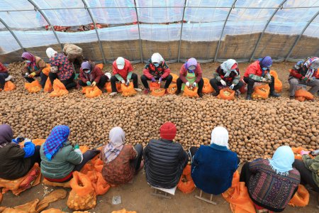 Photo for LUANNAN COUNTY, Hebei Province, China - March 12, 2020: Farmers cut potatoes to make seeds in the greenhouse - Royalty Free Image