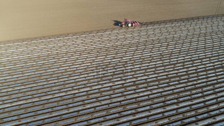 Téléchargez les photos : Le planteur sème des pommes de terre dans le champ, Chine du Nord plaine - en image libre de droit