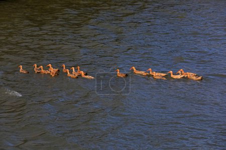 Photo for Ducks swim in the river for food, North China - Royalty Free Image