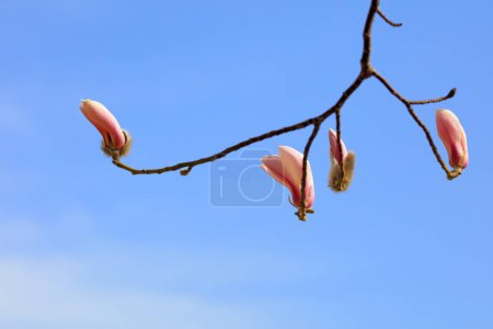 Photo for Blooming magnolia flowers in the blue sky - Royalty Free Image