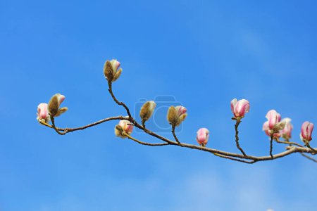 Téléchargez les photos : Fleurs de magnolia en fleurs dans le ciel bleu - en image libre de droit