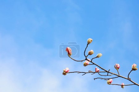 Foto de Flores florecientes de magnolia en el cielo azul - Imagen libre de derechos