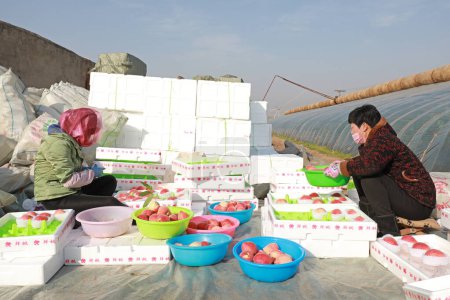 Foto de LUANNAN COUNTY, provincia de Hebei, China - 18 de marzo de 2020: Los trabajadores están empacando los melocotones que acaban de recoger en la granja. - Imagen libre de derechos