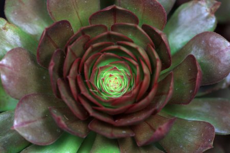 Téléchargez les photos : Gros plan des plantes succulentes succulentes - en image libre de droit