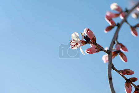 Téléchargez les photos : Fleurs d'abricot en fleurs dans le parc, Chine du Nord - en image libre de droit