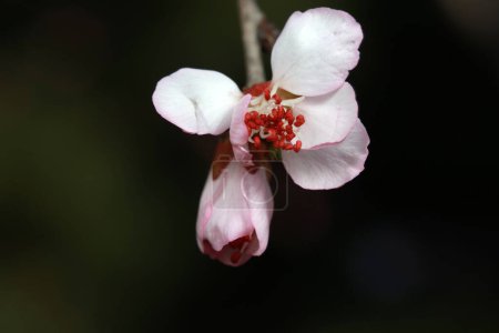 Téléchargez les photos : Fleurs d'abricot en fleurs dans le parc, Chine du Nord - en image libre de droit