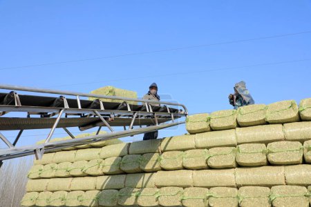 Foto de LUANNAN COUNTY, provincia de Hebei, China - 20 de marzo de 2020: Los agricultores utilizan maquinaria para triturar paja de maíz para hacer alimentación animal. - Imagen libre de derechos