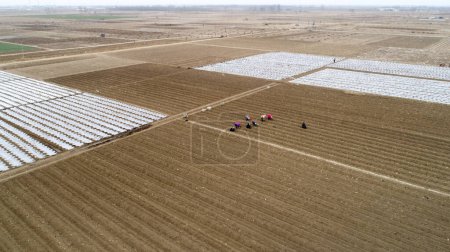 Foto de Los agricultores están plantando coliflor y plántulas en los campos. - Imagen libre de derechos