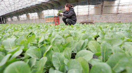 Foto de CONDADO DE LUANNAN, provincia de Hebei, China - 20 de marzo de 2020: Los agricultores están cosechando las plántulas en el vivero. - Imagen libre de derechos