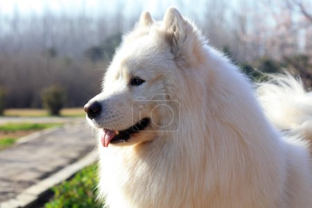 Foto de Primer plano de perro mascota Samoye - Imagen libre de derechos