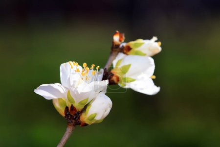 Photo for Peach blossom in the park, North China - Royalty Free Image