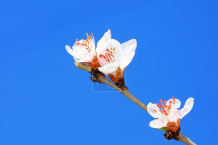 Photo for Peach blossom in the park, North China - Royalty Free Image