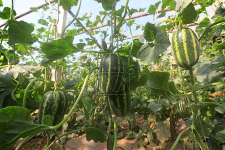 Téléchargez les photos : Melon est sur le point de mûrir sur la plante dans la serre, Chine du Nord - en image libre de droit