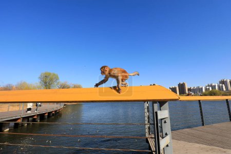 Téléchargez les photos : Un singe animal joue sur une rampe en bois dans un parc, Chine du Nord - en image libre de droit