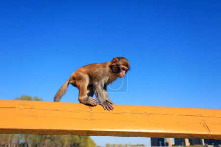 Téléchargez les photos : Un singe animal joue sur une rampe en bois dans un parc, Chine du Nord - en image libre de droit