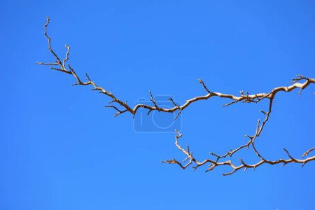 Téléchargez les photos : Les brindilles de l'arbre sont sèches et pliées sur le fond du ciel bleu - en image libre de droit