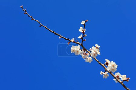Téléchargez les photos : Fleurs d'abricot au fond du ciel bleu - en image libre de droit