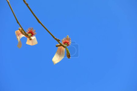 Téléchargez les photos : Magnolia micro photos de fleurs - en image libre de droit