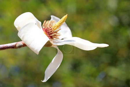 Foto de Magnolia micro fotos de flores - Imagen libre de derechos