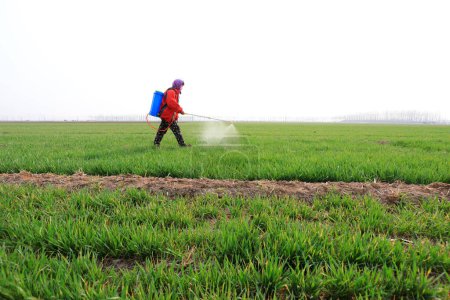 Téléchargez les photos : COMTÉ DE LUANNAN, province du Hebei, Chine - 31 mars 2020 : Les agriculteurs pulvérisent des fongicides sur le blé dans les champs. - en image libre de droit