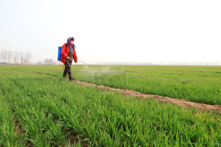 Téléchargez les photos : COMTÉ DE LUANNAN, province du Hebei, Chine - 31 mars 2020 : Les agriculteurs pulvérisent des fongicides sur le blé dans les champs. - en image libre de droit
