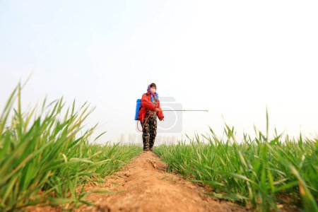 Foto de CONDADO DE LUANNAN, provincia de Hebei, China - 31 de marzo de 2020: Los agricultores están rociando fungicidas sobre el trigo en los campos. - Imagen libre de derechos