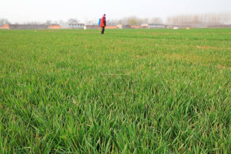 Téléchargez les photos : Les agriculteurs pulvérisent des fongicides sur le blé dans les champs. - en image libre de droit