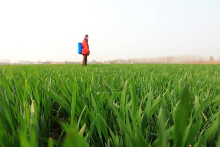 Téléchargez les photos : Les agriculteurs pulvérisent des fongicides sur le blé dans les champs. - en image libre de droit