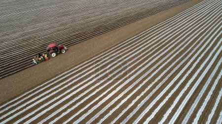 Téléchargez les photos : Agriculteurs conduisant des machines agricoles pour planter des arachides paillées en plastique, Chine du Nord Plaine - en image libre de droit