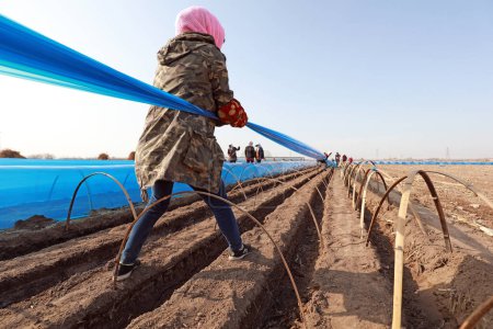 Téléchargez les photos : COMTÉ DE LUANNAN, Province du Hebei, Chine - 1er avril 2020 : Les agriculteurs couvrent le gingembre de film plastique violet dans les champs, Chine du Nord plaine. - en image libre de droit