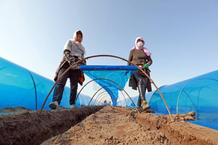 Téléchargez les photos : COMTÉ DE LUANNAN, Province du Hebei, Chine - 1er avril 2020 : Les agriculteurs couvrent le gingembre de film plastique violet dans les champs, Chine du Nord plaine. - en image libre de droit