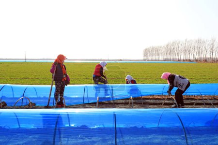 Foto de LUANNAN COUNTY, provincia de Hebei, China - 2 de abril de 2020: Los agricultores cubren el jengibre con película de plástico púrpura en los campos - Imagen libre de derechos