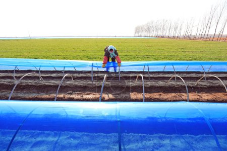 Foto de LUANNAN COUNTY, provincia de Hebei, China - 2 de abril de 2020: Los agricultores cubren el jengibre con película de plástico púrpura en los campos - Imagen libre de derechos