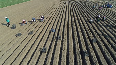 Foto de Agricultores cultivan jengibre en los campos, norte de China - Imagen libre de derechos