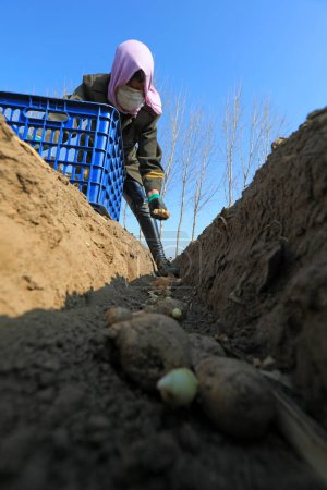Foto de LUANNAN COUNTY, Provincia de Hebei, China - 2 de abril de 2020: Los agricultores están plantando jengibre en los campos. - Imagen libre de derechos