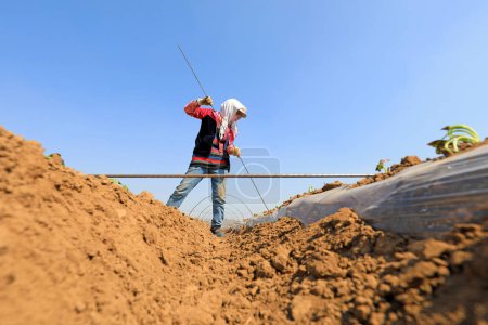 Téléchargez les photos : COMTÉ DE LUANNAN, province du Hebei, Chine - 2 avril 2020 : Les agriculteurs installent des arches en bambou pour planter des semis de patate douce. - en image libre de droit