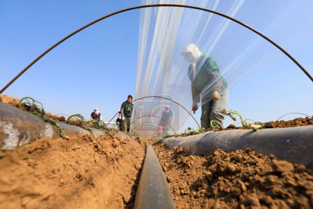 Foto de LUANNAN COUNTY, provincia de Hebei, China - 2 de abril de 2020: Los agricultores cubren las plántulas de camote con película plástica para mantenerlas calientes y húmedas y promover el crecimiento de las plantas. - Imagen libre de derechos