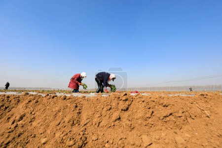 Foto de CONDADO DE LUANNAN, provincia de Hebei, China - 2 de abril de 2020: Los agricultores están plantando plántulas de camote en los campos. - Imagen libre de derechos