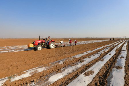 Téléchargez les photos : COMTÉ DE LUANNAN, Province du Hebei, Chine - 3 avril 2020 : Les agriculteurs poussent les planteurs à planter du taros dans les champs - en image libre de droit